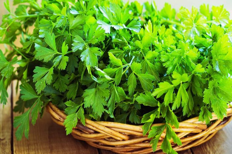 What is Parsley? Definition, Benefits, Varieties, and More