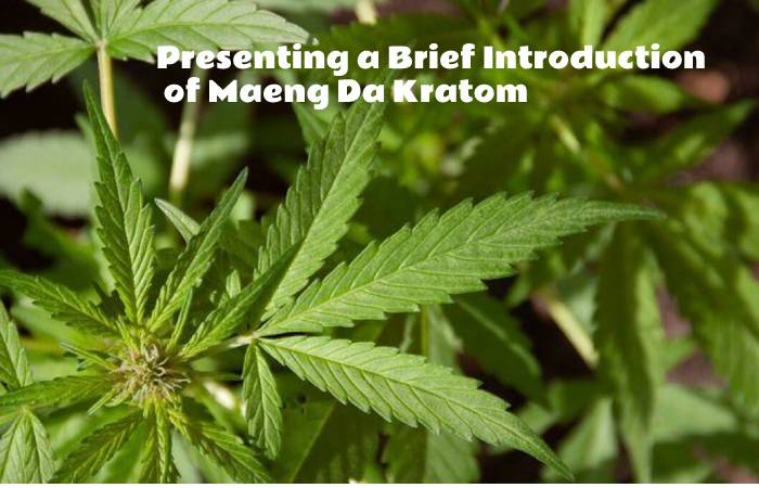 Presenting a Brief Introduction of Maeng Da Kratom