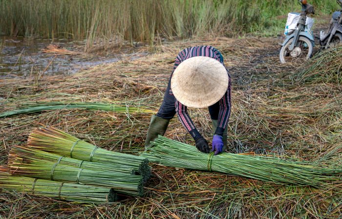 Asian farmer organizing green reed bundles during harvest season on a rural farm.